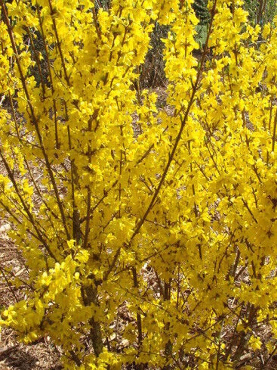 Värdforsüütia 'Minigold'