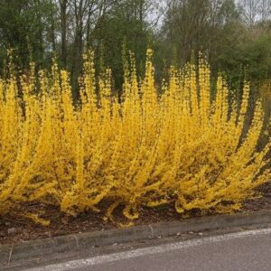 Värdforsüütia 'Weekend'