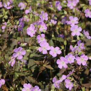 Laiguline kurereha 'Espresso'