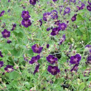 Tõmmu kurereha 'Raven'