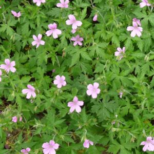 Endressi kurereha 'Wargrave Pink'