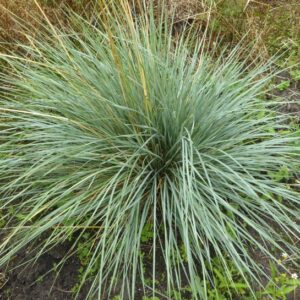 Igihaljas kaerand 'Pendula'