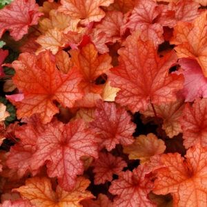 Helmikpööris 'Paprika'