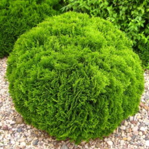 Harilik elupuu 'Danica'