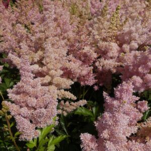 Arendsi astilbe 'Sister Theresa'