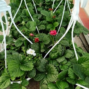 Ripp-maasikas amplis