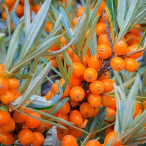 Harilik astelpaju 'Eva'