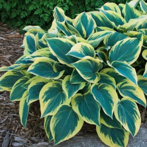 Hosta 'First Frost'