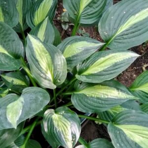 Hosta 'Striptease'