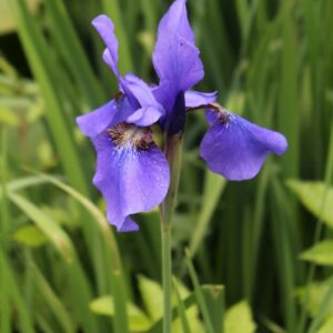Siberi iiris 'Persimmon'