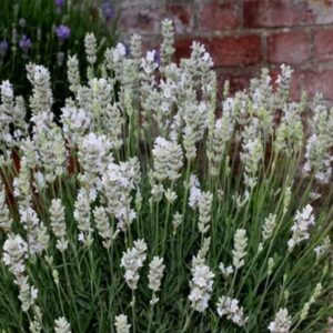 Tähklavendel 'Early White'