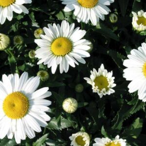 Suureõieline härjasilm 'Snowcap'