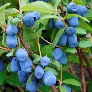 Söödav kuslapuu 'Indigo Gem'