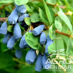 Söödav kuslapuu 'Zojka'