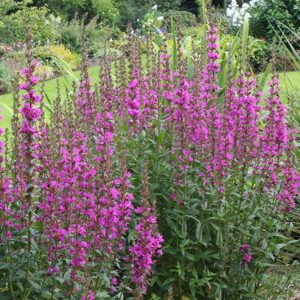 Harilik kukesaba 'Robert'