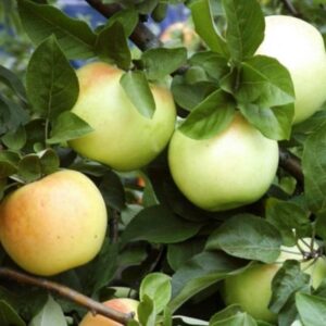 Õunapuu 'Berzinsky Ananasas'