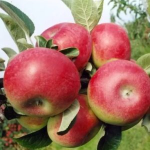 Õunapuu 'Delikates'