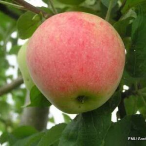 Õunapuu 'Krügeri tuviõun'