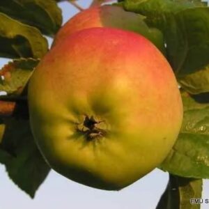 Õunapuu 'Liivi kuldrenett'