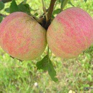 Õunapuu 'Martsipan'