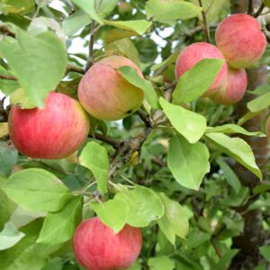 Õunapuu 'Sõstraroosa'