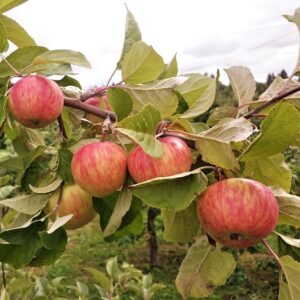 Õunapuu 'Tallinna pirnõun'