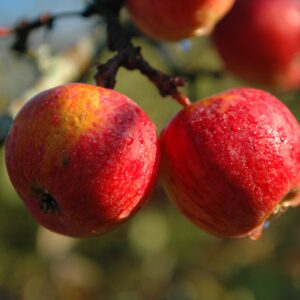 Õunapuu 'Talvenauding'