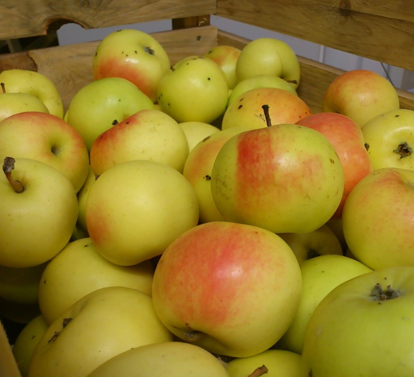 Õunapuu 'Tellissaare'