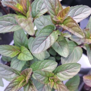 Piparmünt 'Chocolate'