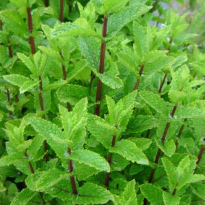 Rohemünt 'Moroccan'