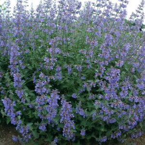 Faasseni naistenõges 'Six Hills Giant'