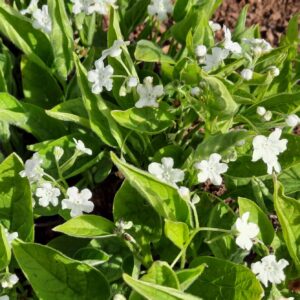 Kevad-nabaseemnik 'Alba'