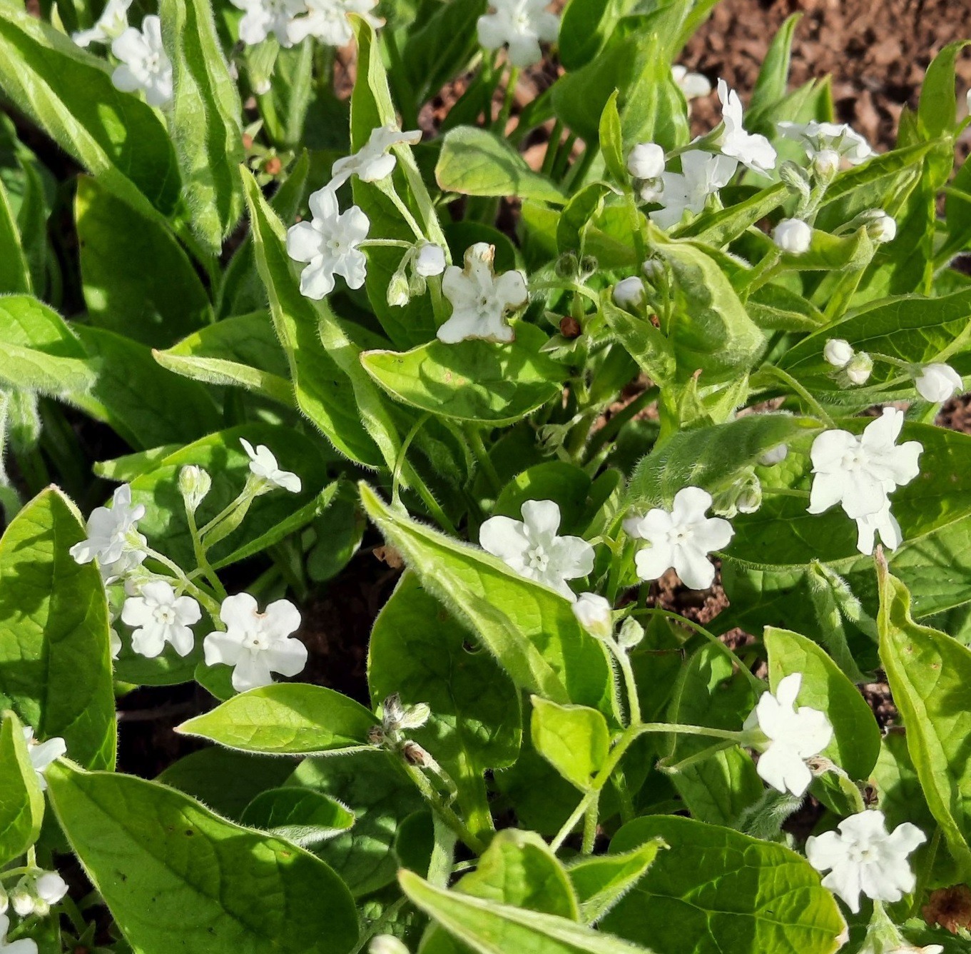 Kevad-nabaseemnik 'Alba'