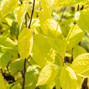 Harilik ebajasmiin 'Aureus'