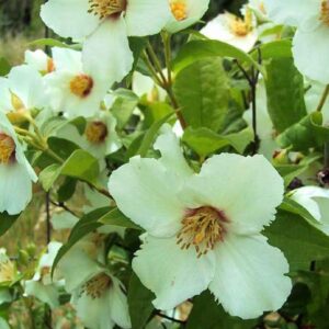 Ebajasmiin 'Belle Etoile'