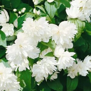 Harilik ebajasmiin 'Schneesturm'