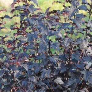 Lodjapuulehine põisenelas 'All Black'