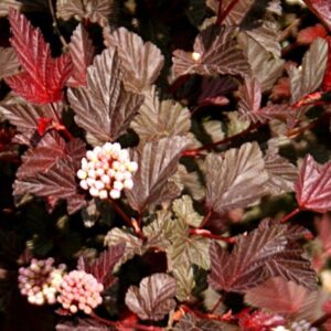 Lodjapuulehine põisenelas 'Lady in Red'