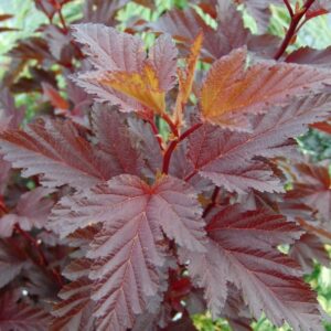 Lodjapuulehine põisenelas 'Little Angel'