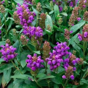 Suureõiene käbihein