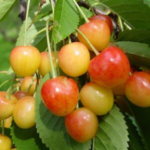 Maguskirss 'Dönisseni kollane'