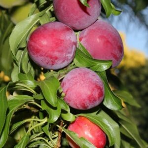 Pajulehine ploomipuu 'Santa Rosa'