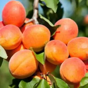 Harilik aprikoosipuu 'Early Morden'