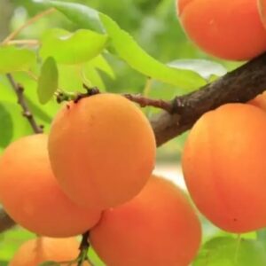 Harilik aprikoosipuu 'Edelveis'