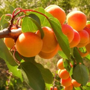 Harilik aprikoosipuu 'Harcot'