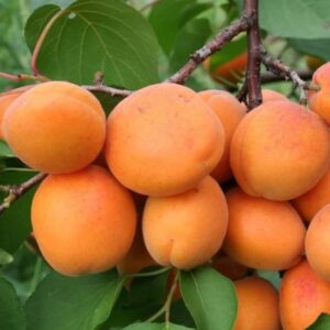 Harilik aprikoosipuu 'Hargrand'