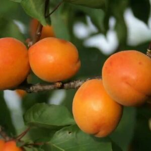 Harilik aprikoosipuu 'Harlayne'