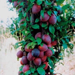 Haraline ploomipuu 'Kolonividnaja'