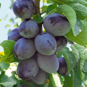 Aed-ploomipuu 'Imperial'