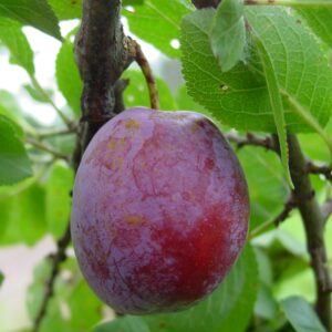 Aed-ploomipuu 'Kihelkonna'